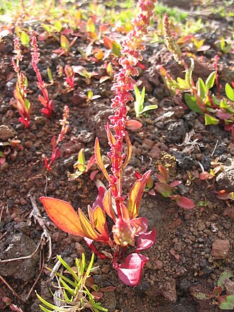 Red dock: Stierkopf-Ampfer ( Rumex bucephalophorus ) - Habitus
