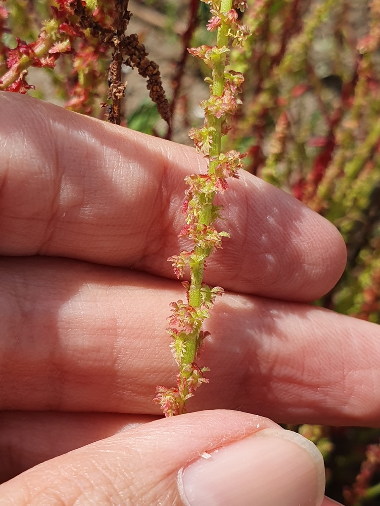 Red dock (Rumex bucephalophorus)