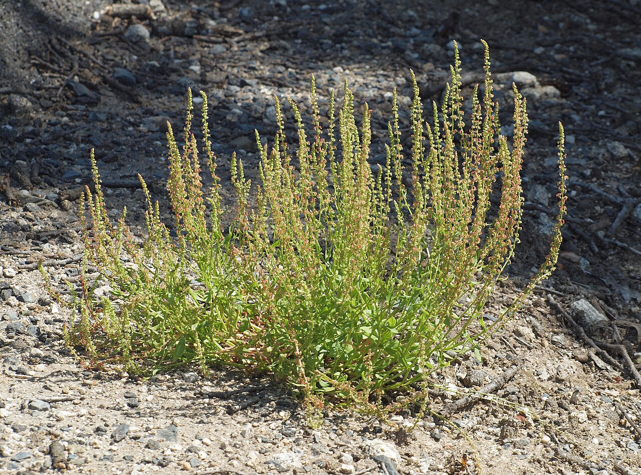 Red dock: Rumex bucephalophorus . Losar de la Vera ( Cáceres , España ).