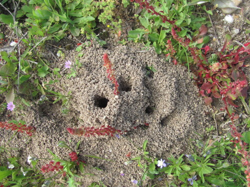 Red dock (Rumex bucephalophorus)