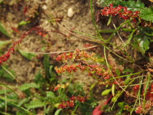 Red dock (Rumex bucephalophorus)