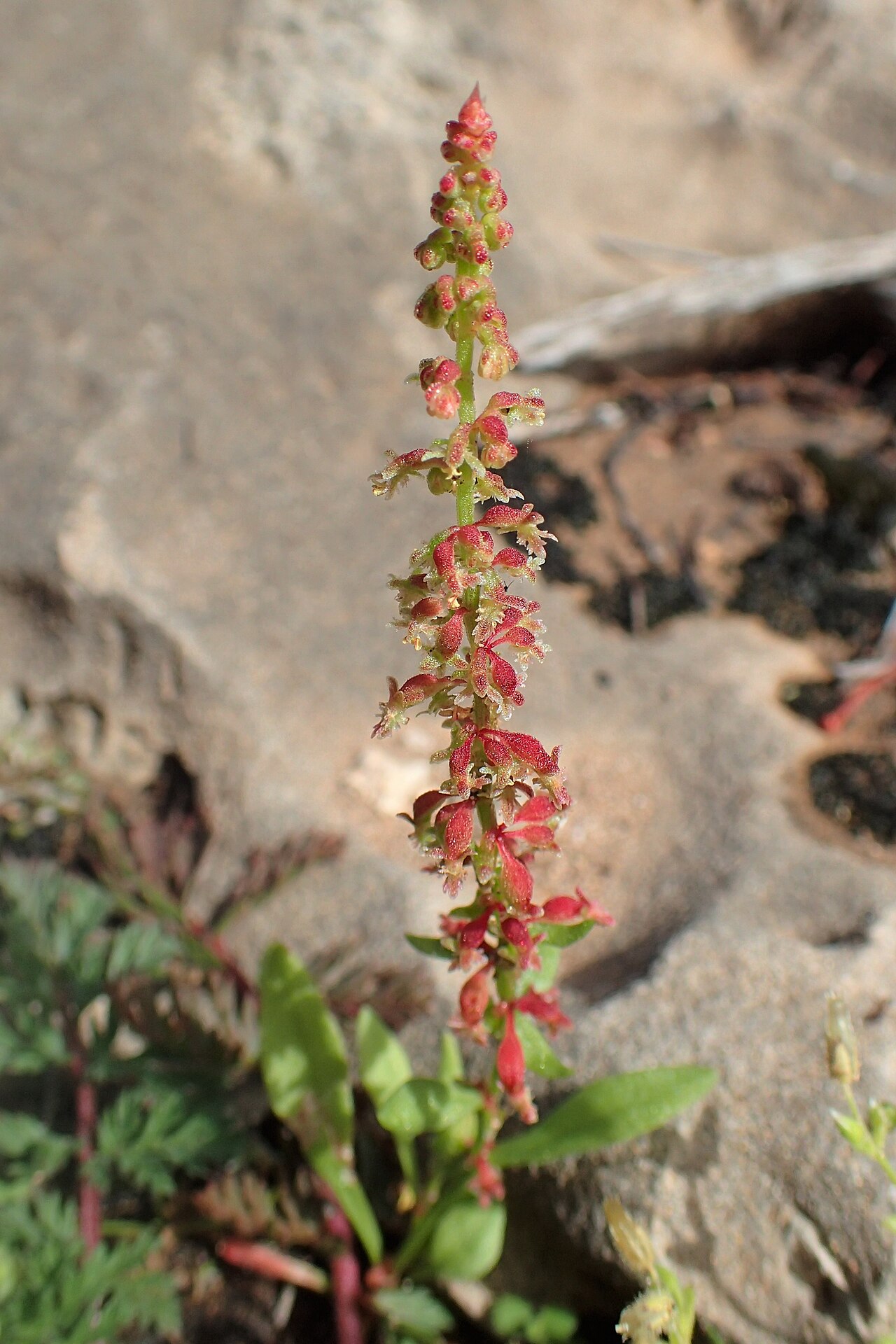 Red dock: Rumex bucephalophorus in Essaouria