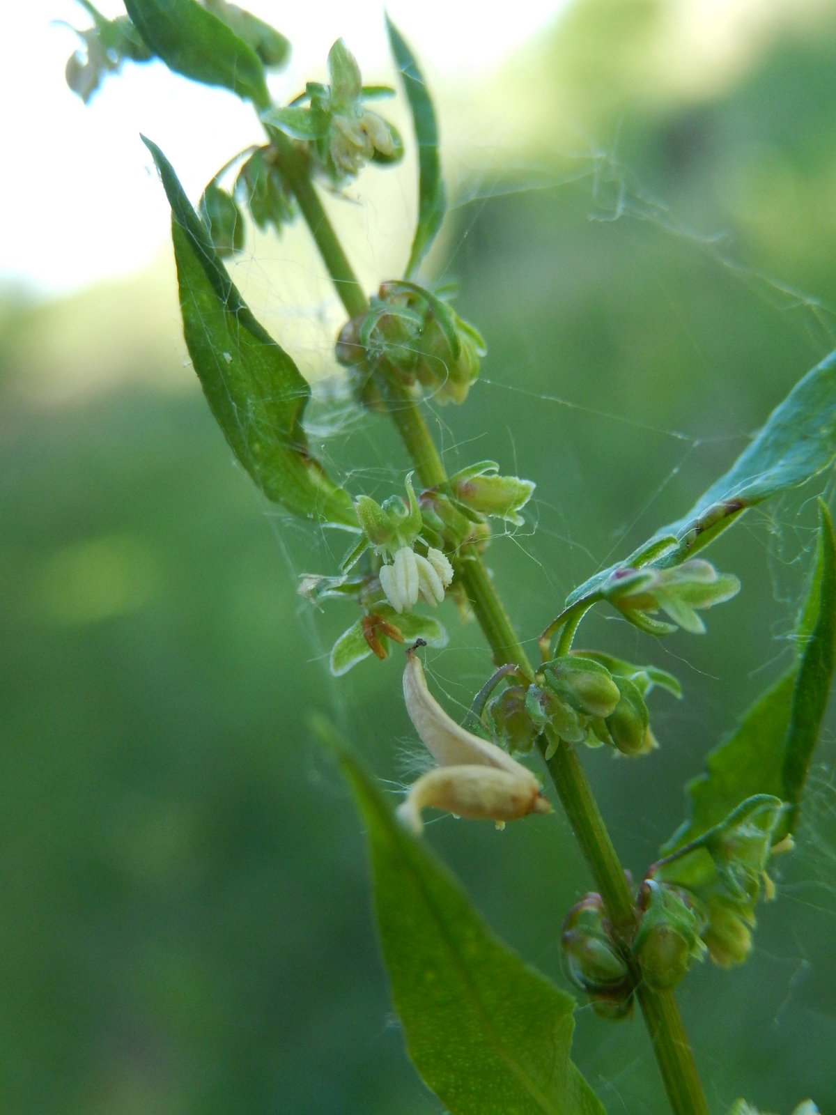 Clustered dock: Rumex conglomeratus