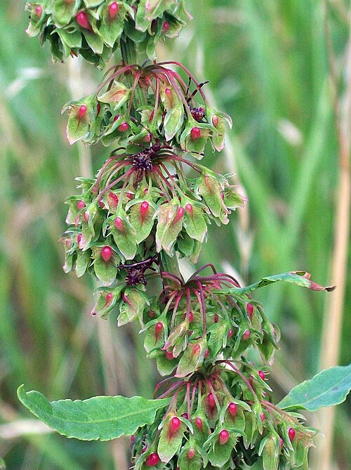 Clustered dock: Clustered Dock Rumex conglomeratus , just outside Stevenage (Great Ashby), along the bridleway heading towards Dane End Farm, 22 July 2010.