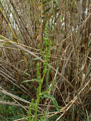Clustered dock (Rumex conglomeratus)