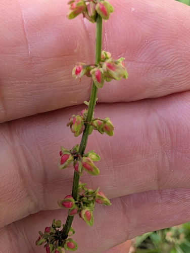 Clustered dock (Rumex conglomeratus)
