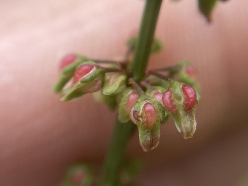 Clustered dock (Rumex conglomeratus)