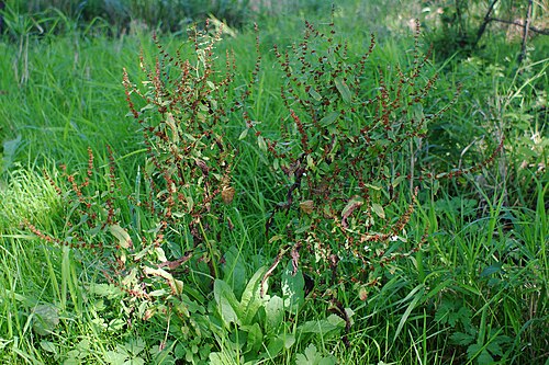 Clustered dock: Rumex conglomeratus