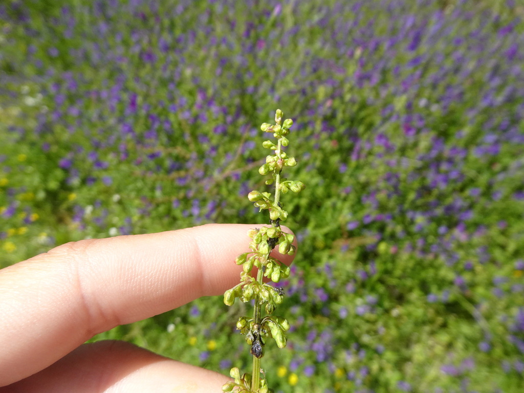 Clustered dock (Rumex conglomeratus)