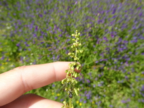 Clustered dock (Rumex conglomeratus)