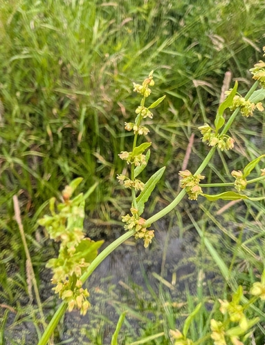 Clustered dock (Rumex conglomeratus)