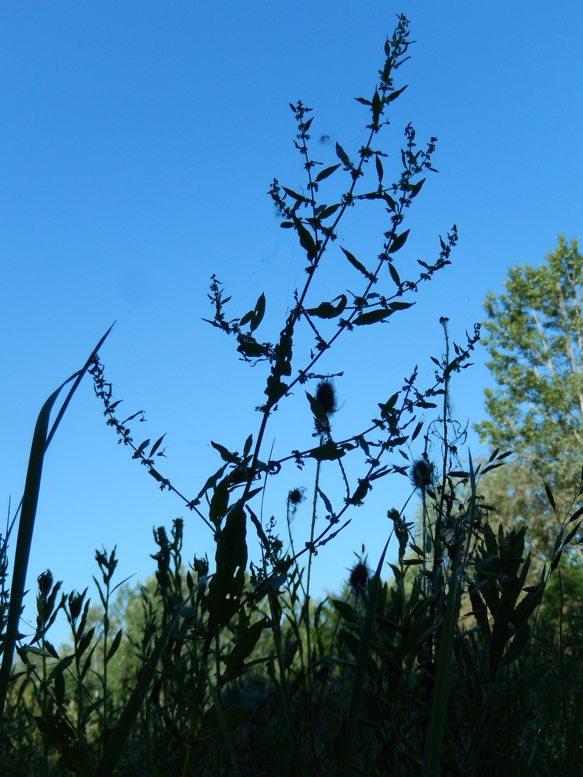 Clustered dock: Rumex conglomeratus