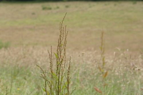 Clustered dock (Rumex conglomeratus)