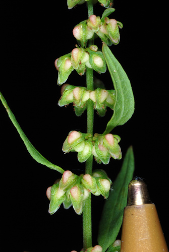 Clustered dock (Rumex conglomeratus)