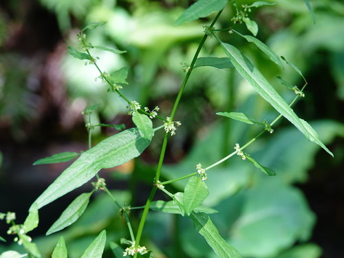 Clustered dock (Rumex conglomeratus)