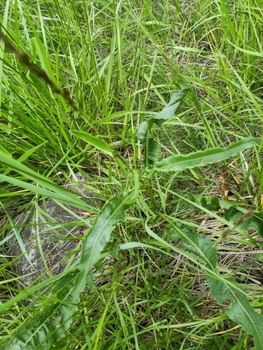 Curled dock (Rumex crispus)