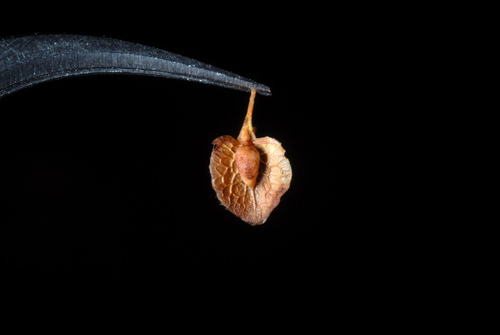 Curled dock (Rumex crispus)