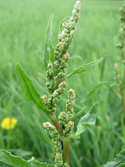 Curled dock: Krauser Ampfer ( Rumex crispus ) in Hockenheim-Talhaus