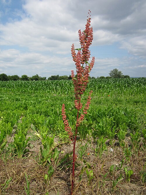 Curled dock: Krauser Ampfer ( Rumex crispus ) im Hockenheimer Rheinbogen