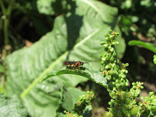 Curled dock (Rumex crispus)