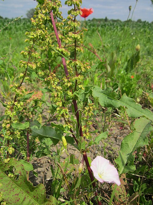 Curled dock: Krauser Ampfer ( Rumex crispus ) und Ackerwinde ( Convolvulus arvensis ) im Hockenheimer Rheinbogen