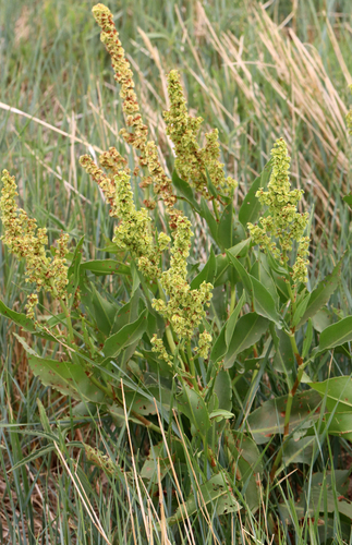 Curled dock (Rumex crispus)