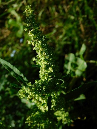 Curled dock (Rumex crispus)