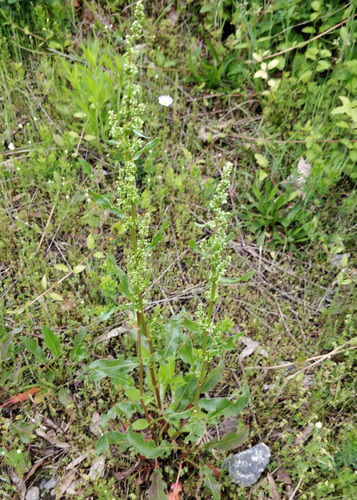 Curled dock (Rumex crispus)