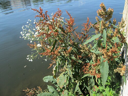 Water dock: Fluss-Ampfer ( Rumex hydrolapathum ) an der Saar in Malstatt