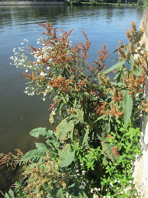 Water dock: Fluss-Ampfer ( Rumex hydrolapathum ) an der Saar in Malstatt