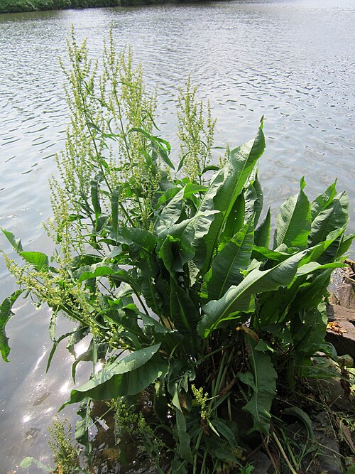 Water dock: Fluss-Ampfer ( Rumex hydrolapathum ) an der Saar in Saarbrücken