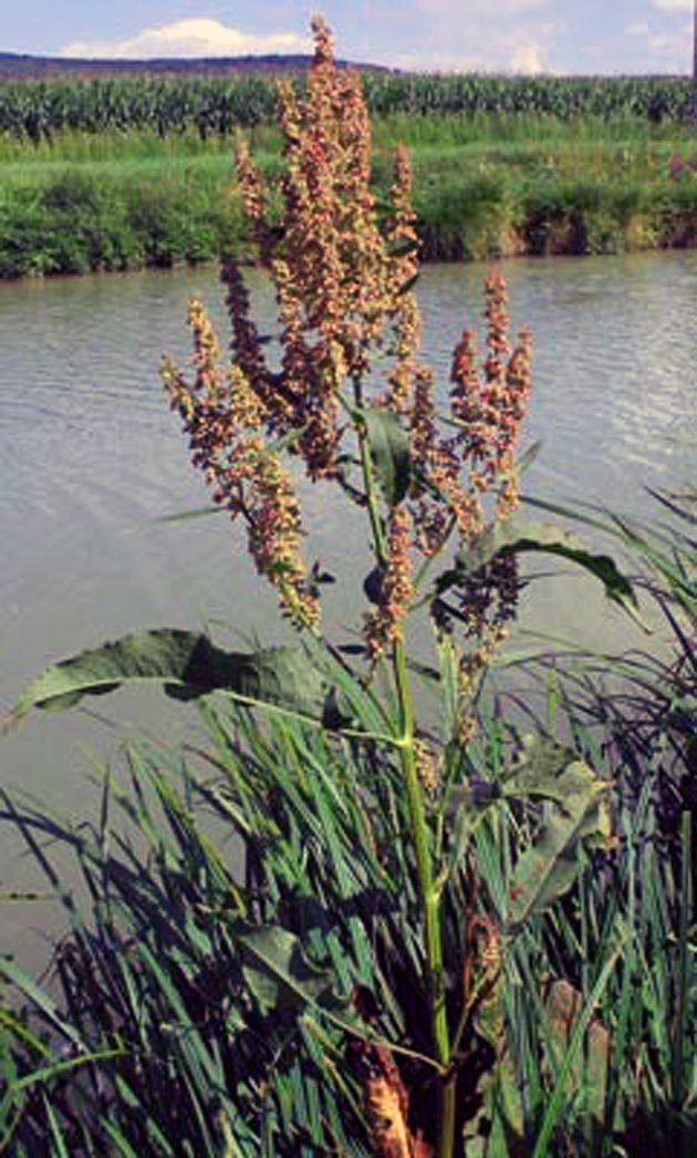Water dock: Rumex hydrolapathum Joinville, Haute-Marne, France Source : [1]