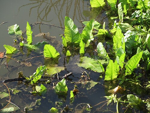 Water dock: Fluss-Ampfer ( Rumex hydrolapathum ) am Osthafen Saarbrücken