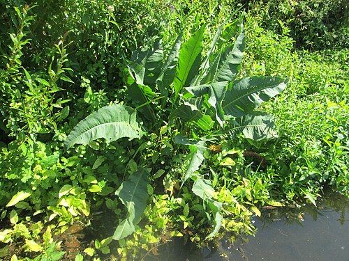 Water dock: Fluss-Ampfer ( Rumex hydrolapathum ) an der Saar in Saarbrücken - unterhalb vom Ruderclub "Undine" findet sich ein Kleinbiotop mit einer Vielzahl von typischen