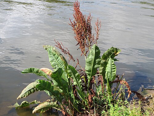 Water dock: Fluss-Ampfer ( Rumex hydrolapathum ) an der Saar in Saarbrücken