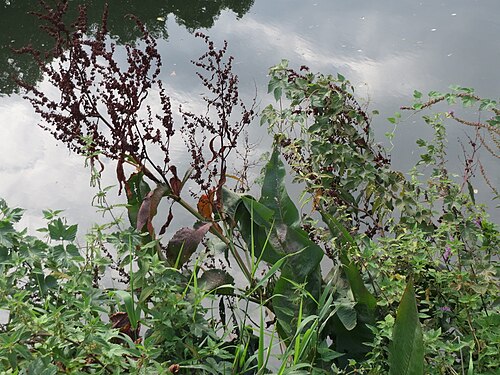 Water dock: Fluss-Ampfer ( Rumex hydrolapathum ) an der Saar in Saarbrücken