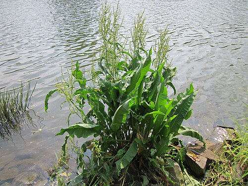 Water dock: Fluss-Ampfer ( Rumex hydrolapathum ) an der Saar in Saarbrücken