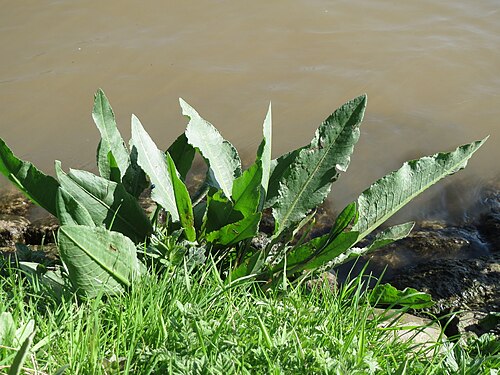 Water dock: Fluss-Ampfer ( Rumex hydrolapathum ) am Neckarufer in Heidelberg-Neuenheim