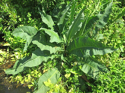 Water dock: Fluss-Ampfer ( Rumex hydrolapathum ) an der Saar in Saarbrücken - unterhalb vom Ruderclub "Undine" findet sich ein Kleinbiotop mit einer Vielzahl von typischen