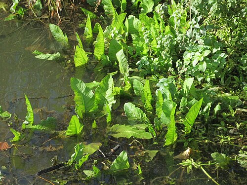 Water dock: Fluss-Ampfer ( Rumex hydrolapathum ) am Osthafen Saarbrücken