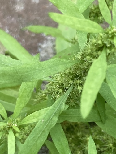 Golden dock (Rumex maritimus)