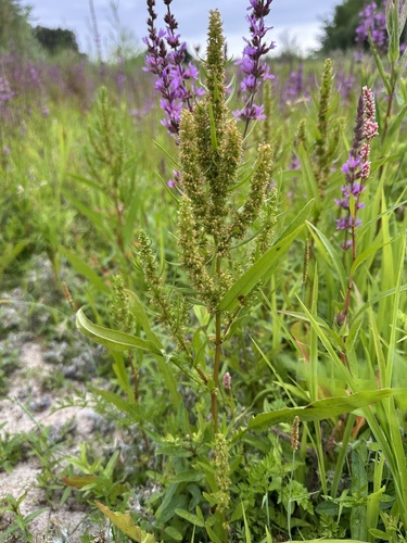 Golden dock (Rumex maritimus)