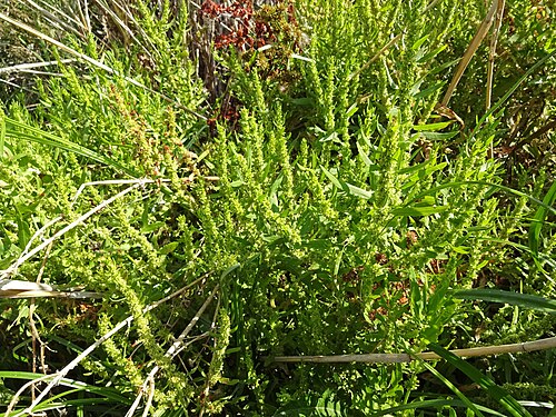 Golden dock: Golden dock (Rumex maritimus), Buckwheat family (Polygonaceae). Along the Jordan River, Utah.