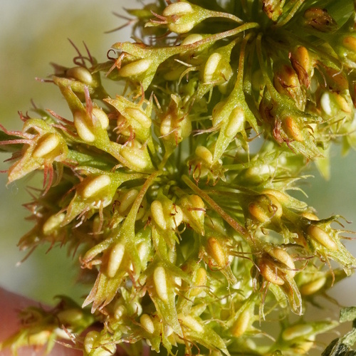 Golden dock (Rumex maritimus)