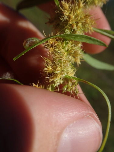 Golden dock (Rumex maritimus)
