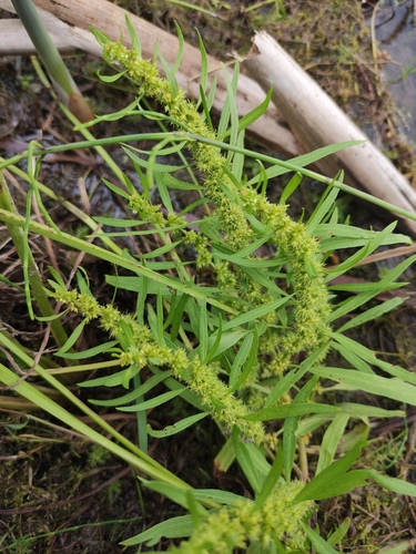 Golden dock (Rumex maritimus)