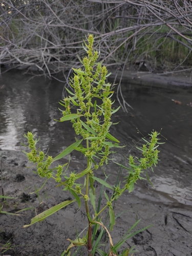 Golden dock (Rumex maritimus)