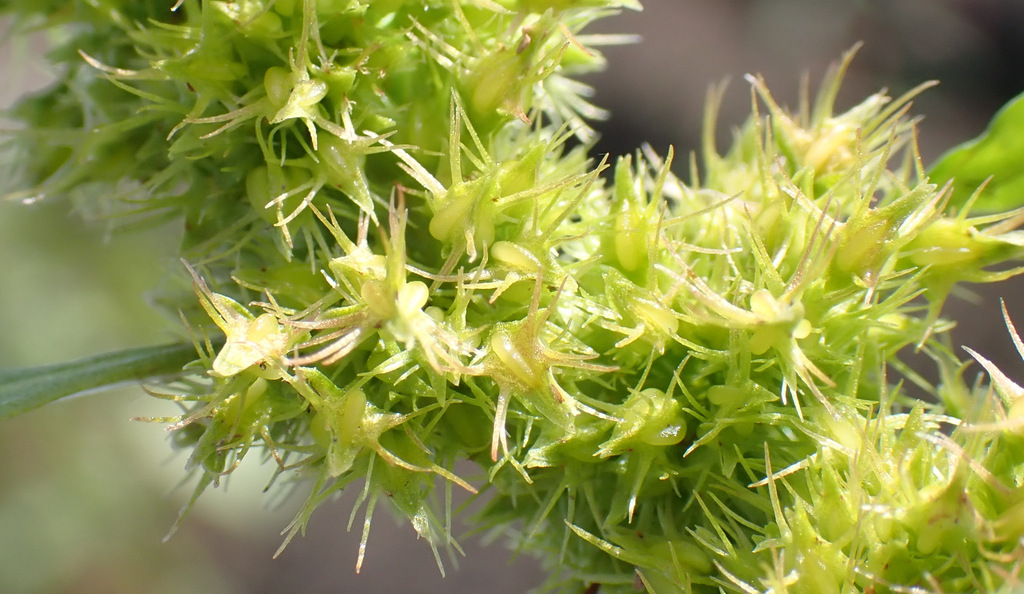 Golden dock (Rumex maritimus)