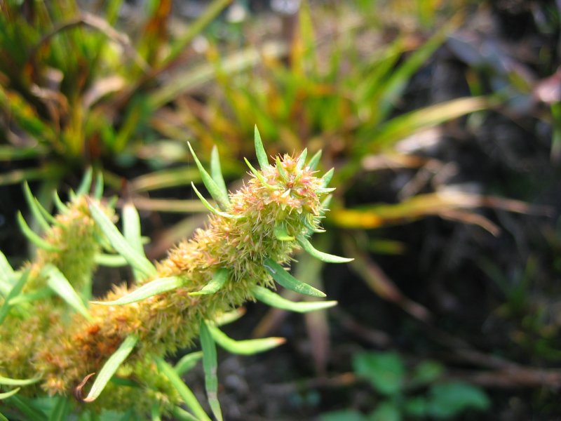 Golden dock: Rumex maritimus