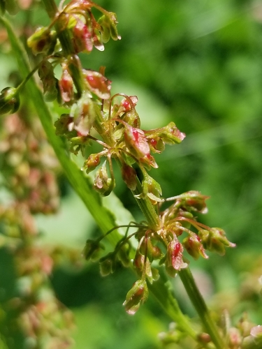 Bitter dock (Rumex obtusifolius)